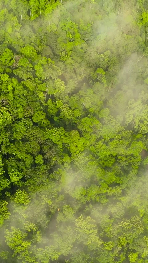 Tropical mountain range and mountain slopes with rainforest. Sri Lanka. Stock Footage 252482366