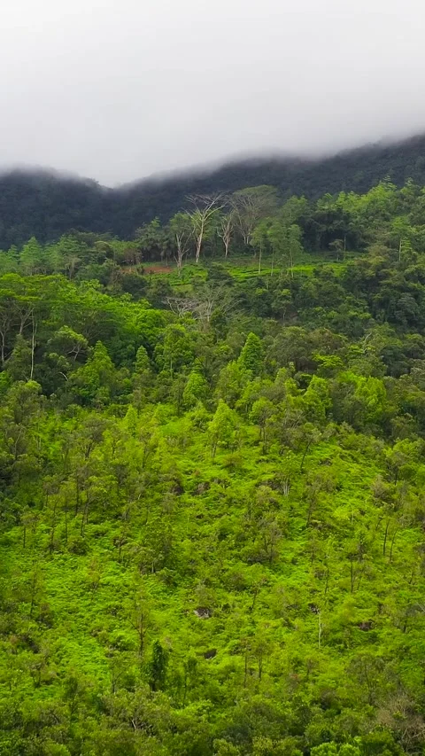 Tropical mountain range and mountain slopes with rainforest. Sri Lanka. Stock Footage 323235489