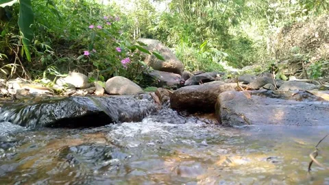Tropical Mountain Stream Flowing Through Rocks and Flowers 4K Nature Stock-Footage 341835631