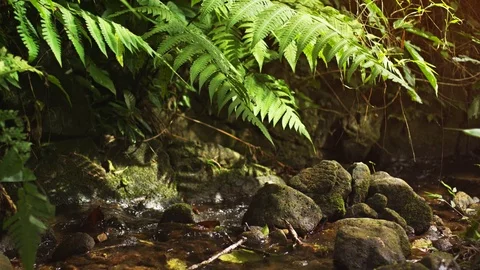 Tropical Mountain Stream through Rainforest Wilderness with Sound Video stock 82985921