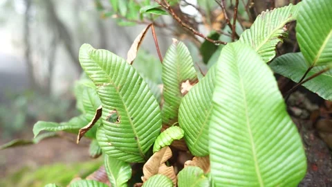 Tropical mountain vegetation Stock-Footage 233288835