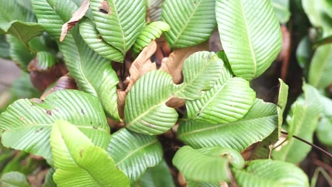 Tropical mountain vegetation Stock-Footage 233289289