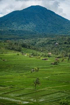 Tropical Mountain with Verdant Terraced Fields Stock Photos