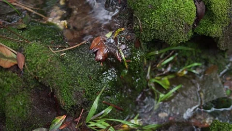 Tropical mountain water flow Stock-Footage 233372063