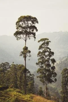 Tropical mountains  Stock Photos