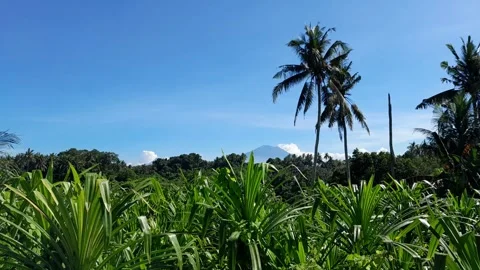Tropical mountainside scene  Stock Footage 320672477