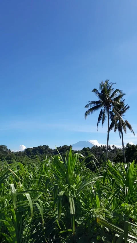 Tropical mountainside scene  Stock Footage 320672480