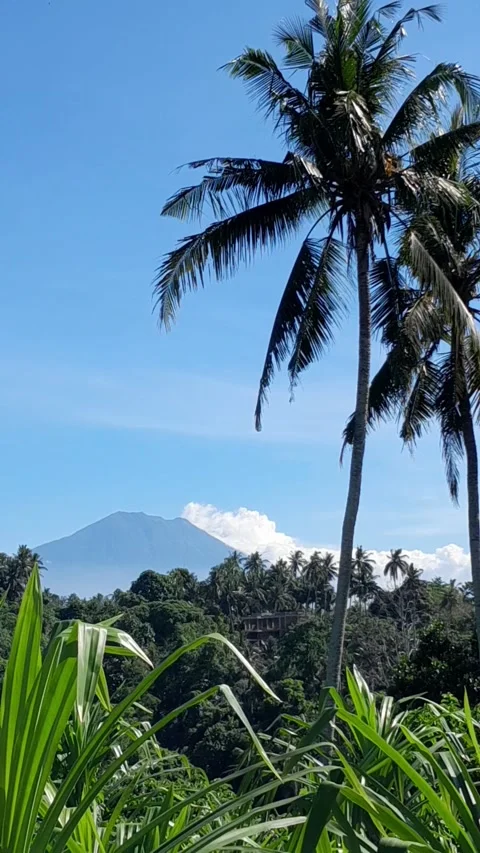 Tropical mountainside scene  Stock Footage 320672486