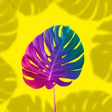 Tropical multicolored gradient monster leaf. Minimal surrealism. Tropical ... Stock Photos