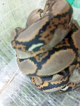 Tropical natural forest python Stock Photos