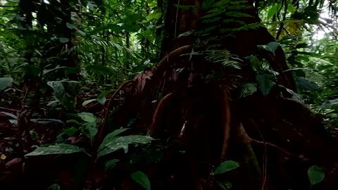 Tropical nature background; a tropical tree trunk in a forest Stock Footage 336929730