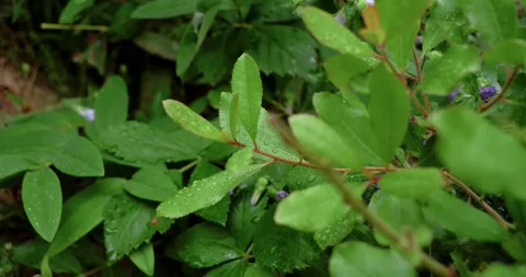 Tropical Nature Stock Footage 155300101