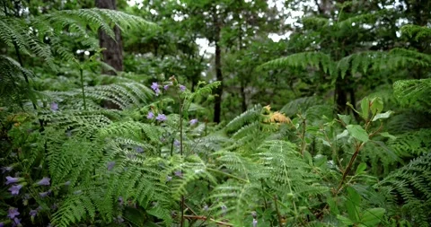 Tropical Nature Video stock 155300444