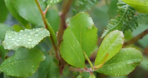 Tropical Nature Video stock 155300535