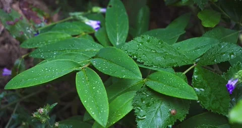 Tropical Nature Video stock 155300582