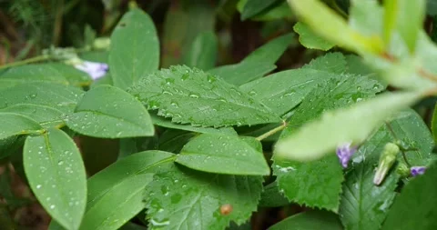 Tropical Nature Video stock 155300661