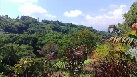 Tropical nature Stock Footage 312329720