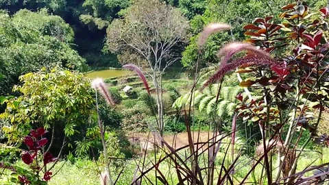 Tropical nature Stock Footage 312329747