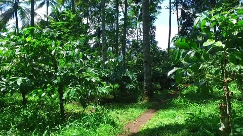 Tropical nature on Java Indonesia 動画素材 85453993