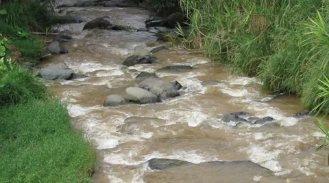 Tropical Nature River Stock Footage 40698528