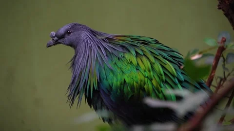  tropical nicobar dove Stock Footage 271363346