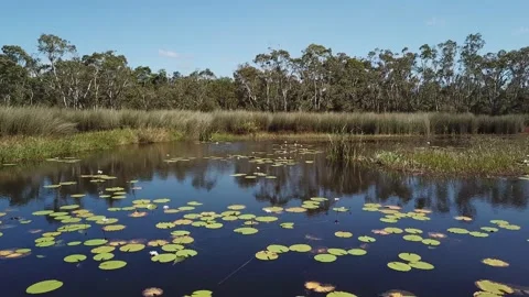 Tropical North Queensland Eubenangee Swamp Aerial 5 Stock Footage 149274340