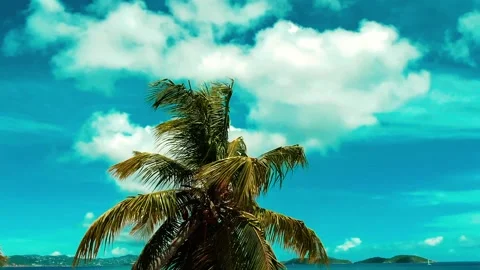 Tropical Ocean Palm Tree Stock Footage 136672058