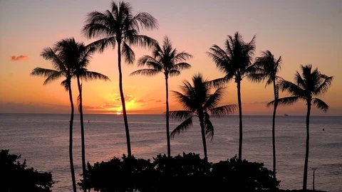 Tropical Ocean Palm Tree Sunset HD Stock Footage