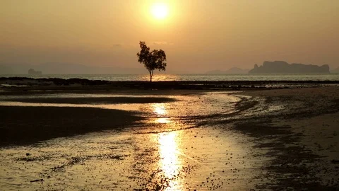 Tropical ocean sunset skyline with tree silhouette Video stock 101455780
