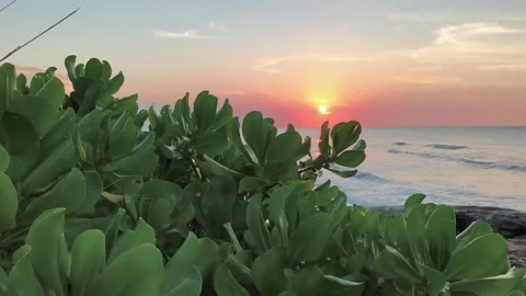 Tropical Ocean Sunset through Lush Green Coastal Foliage Stock Footage 340416258
