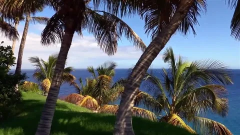 Tropical Ocean View Framed by Lush Palm Trees on a Sunny Day Stock Footage 302310895