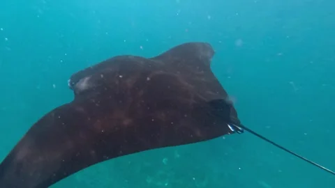 Tropical Ocean Wildlife, Exotic Creatures, Socorro Mantas, Adventure Dive Stock Footage 317755853