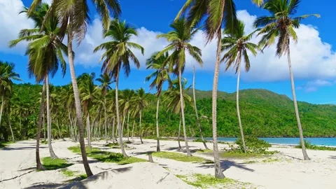 Tropical open beach on a palm-fringed paradise island. Sea sand and sky. Stock Footage 335705369