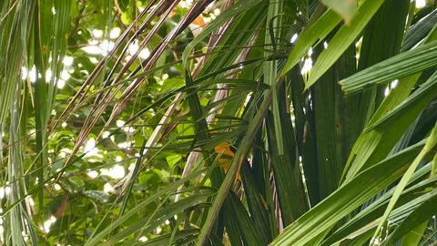 Tropical orange bird flying between palmtree leaves in Panama Stock-Footage 123625044