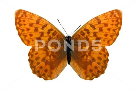 Tropical orange butterfly. isolated on white background Stock Photos