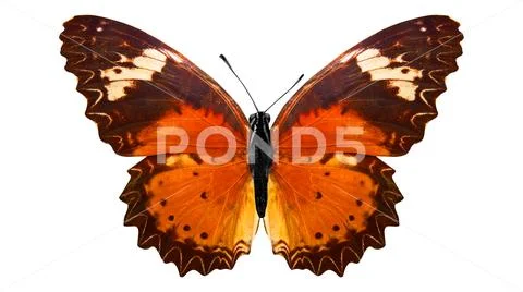 Tropical orange butterfly. isolated on white background Stock Photos