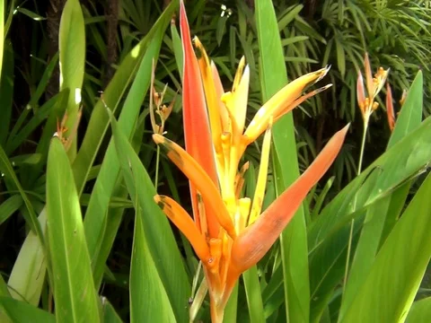 Tropical Orange Flower 2 clips Stock Footage 100724406