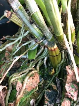 Tropical orchid stem and root structure in pot Stock Photos