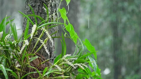 Tropical Orchid on Tree Trunk in Refreshing Rainy Weather Stock Footage 272910390