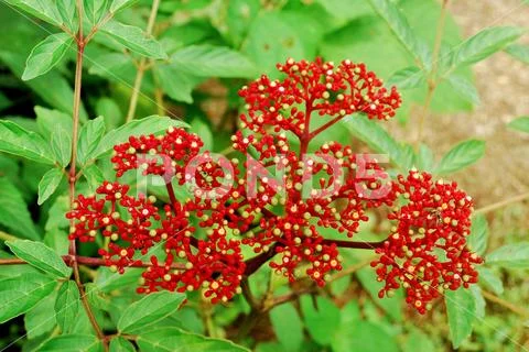 Tropical ornamental flowers. Garden decorations. Stock Photos