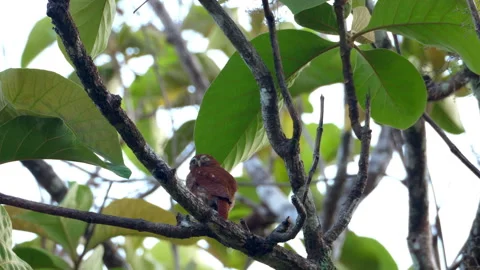 Tropical owl bird in its natural habitat in the forest Stock Footage 106938566