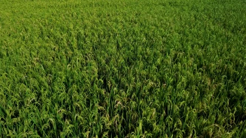Tropical Paddy Fields Under Bright Morning Sun in Lamongan East Java June 5 2026 Stock Footage 336680394