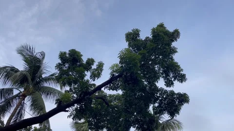 Tropical Palm and Green Tree Canopy Swaying Against Calming Sky Stock-Footage 346237603