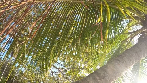 Tropical Palm to beach hand camera movement sunset 스톡 동영상 127639018