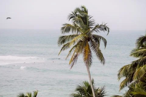 Tropical palm beach Stock Photos