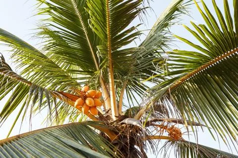 Tropical palm beach Stock Photos
