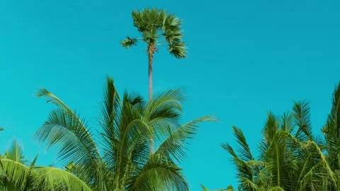 Tropical Palm Canopy Framing a Clear Sky Stock Footage 342783666
