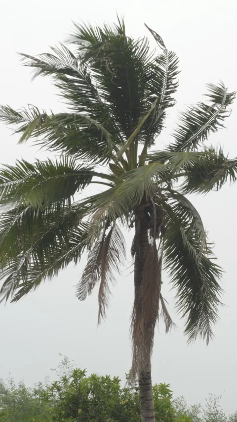 Tropical palm coconut tree shaking in storm wind, Video stock 324820127