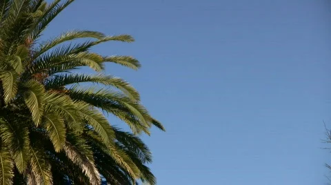 Tropical palm Stock Footage 334532