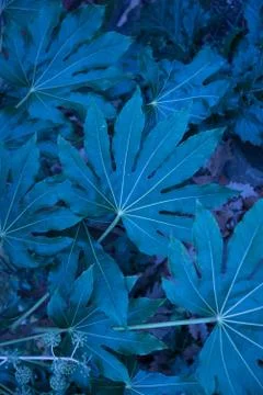 Tropical palm leaf and shadow, abstract natural green background, dark blue Stock Photos